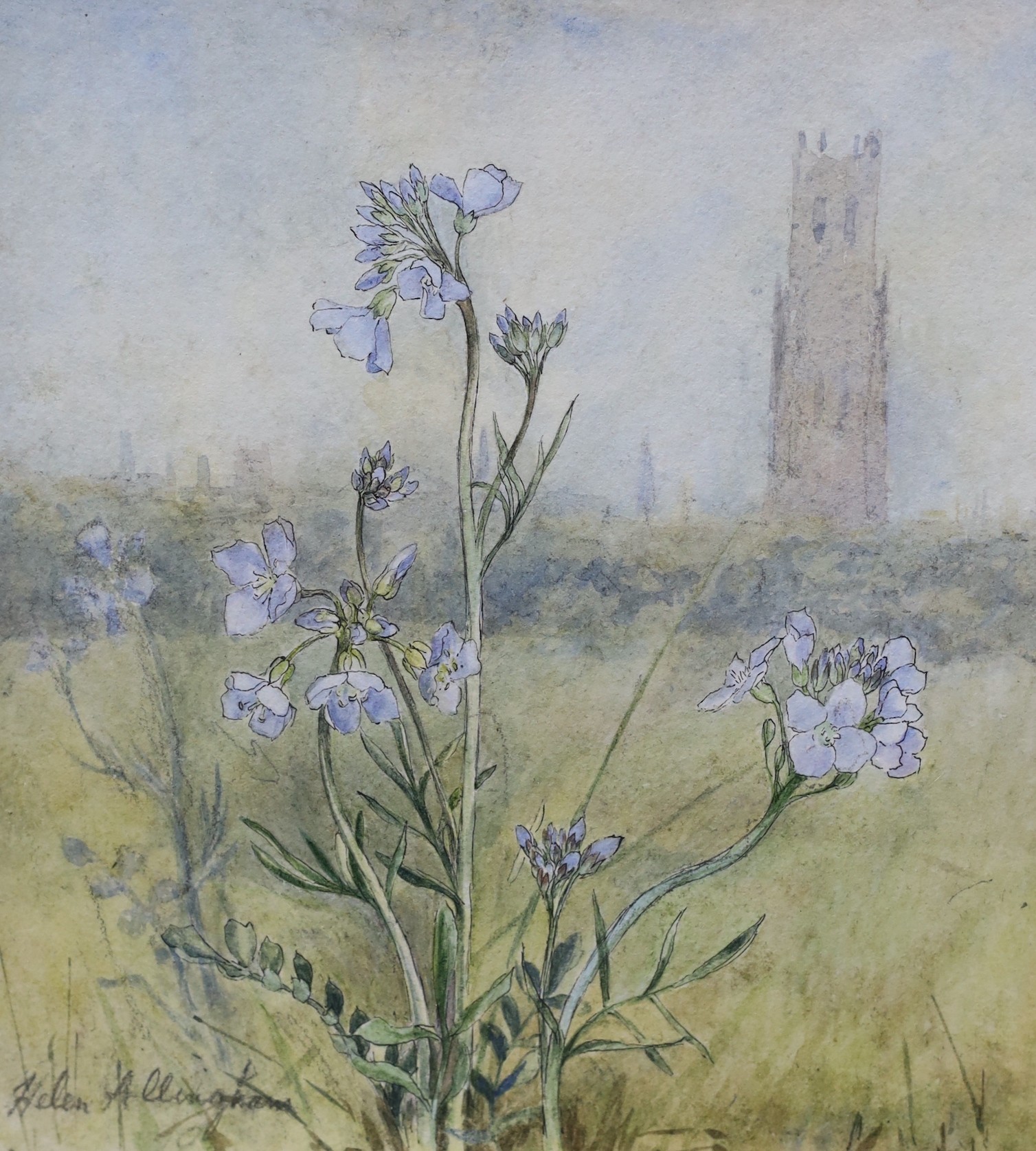 Helen Allingham (1848-1926), two watercolours, Study of a wood anemone and Study of a cuckoo flower, one signed in pencil, 15 x 14cm and 11 x 6cm